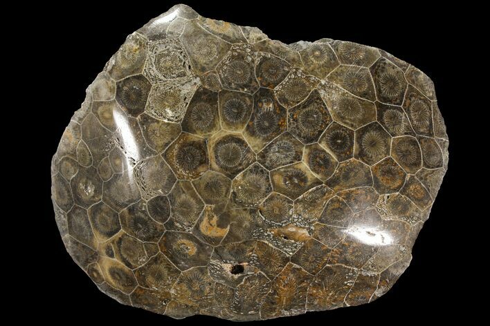 Polished Fossil Coral (Actinocyathus) - Morocco #90255